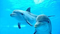 Dolphin-Watching Day Out for You and the Kids – Sharm El Sheikh