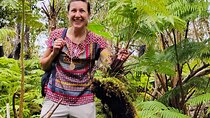 Cultivate Hapuu Ferns with Citrus Tea in the Hawaiian Rainforest