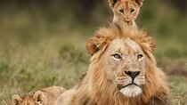 3 Days Mikumi Safari Adventures by Ferry from Zanzibar 