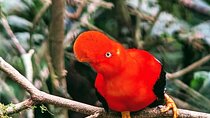 Manu jungle tours from Cusco (2 days).