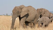 2 Days Safari to Amboseli National Park from Nairobi