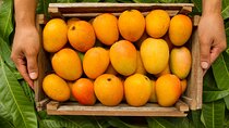 ﻿﻿Guided Tasting of 15+ Tropical Fruits in Playa del Carmen