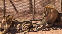 Full Day Big 5 Safari & Wine Tasting Tour with Pre-Booked Ticket