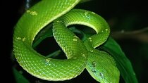 Small Group Night Walk in Monteverde 