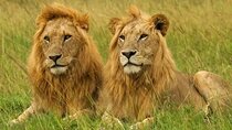 Private Safari Tour : Nairobi National Park