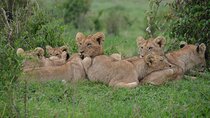 6 Days 5 Nights Budget Group Safari Experience