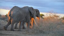 Amboseli 2 night budget safari