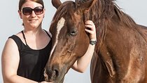 2-Hour Desert Horse Riding & Convenient Transfers–Sharm El Sheikh