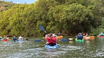 Mangrove River Kayak Tour Samara and Carrillo