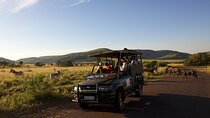 3 Day Luxury Pilanesberg Safari at Shepherd's Tree Game Lodge