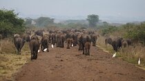 Private Half Day Tour at Nairobi National Park