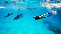 Snorkeling Adventure at Dolphin House Reef & Pickup – Marsa Alam