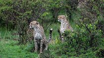 Maasai Mara Lake Nakuru and Amboseli Safari Multi Day Trip