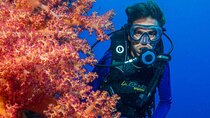 Scuba Diving Experience for Beginners with Lunch – Marsa Alam