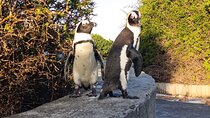 Cape of Good Hope and Boulder's Beach Small Group Tour