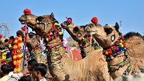15-Day Private Rajasthan Heritage Tour– Safari, Desert, Taj Mahal