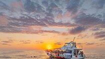 Dolphin Adventure: Fast Boat Dolphin Watching in Mallorca