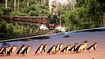 Billy and Penguin Parade Combo Tour 