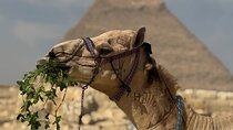 Guided tour at Giza pyramids ,camel,lunch+ Cash back surprise. 