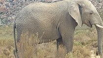 Pre-Booked Ticket for Aquila Game Reserve Sunset Safari and Wine