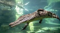 Dubai Crocodile Park entry tickets