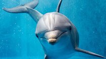 15 Min Swim with the Dolphins with Transfers - Sharm El Sheikh