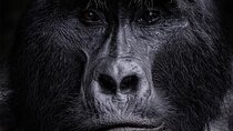 2 Days Uganda Gorilla Trekking in Bwindi via Kigali Rwanda