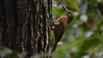 Guided Bird Watching Private Tour in TOH Nature Reserve