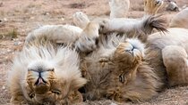 Aquila Private Game Reserve