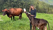 100-Year-Old family-run Finca: Horseback Riding & More