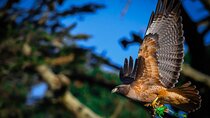 Golden Gate Park Wildlife Walking Tour