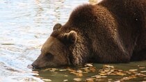 Wild Majesty and Royal Splendor Day Tour From Bucharest 