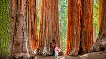 Yosemite Highlights: 5-Day Tour from San Francisco