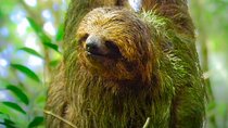 Sloth Watching Experience Arenal
