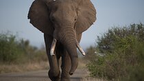 2 Days 1 Night Tour to Amboseli National Park with Jeep 4x4