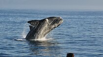 Whale Watching, Wine tasting and Penguin colony visit Guided tour