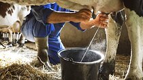 Amalfi: Milk cows, make pasta, mozzarella and tiramisu!