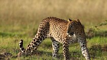 Private Jeep Safaris Tour in Yala National Park 