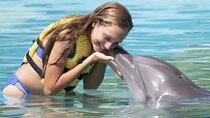 Ventura Dolphin