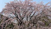 Tokyo Historian and Photographer Private Tour