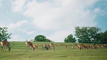 Discover the Timeless Charm and Natural Beauty of Nara