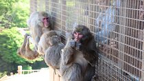 Kyoto Early Bird Tour: Fushimi Inari, Arashiyama Bamboo & Monkeys