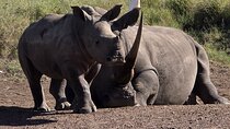 Nairobi National Park, Elephants Orphanage Private Tour