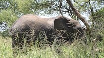 Day Trip Tarangire Safari