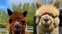 Amsterdam Utrecht Alpaca Trails and Castle Tales