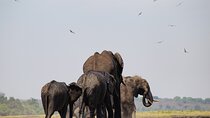 Chobe National Park Day Trip Game Drive Safari Cruise and Lunch