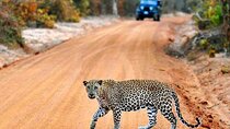 Yala Safari Day Trip from South Coast Region & Transfer to Ella