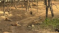 Jim Corbett National Park Car Tour for 2 Days