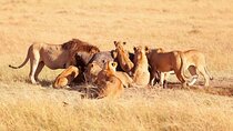 Lake Nakuru National Park Private 2 Day Tour