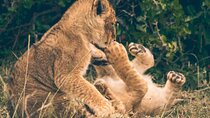 Crescent Island Private 2 Day Safari Adventure